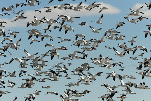 Thousands of Geese migrate through central Montana