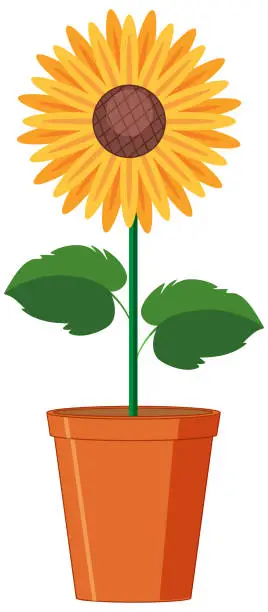 Vector illustration of Beautiful flower in clay pot on white background