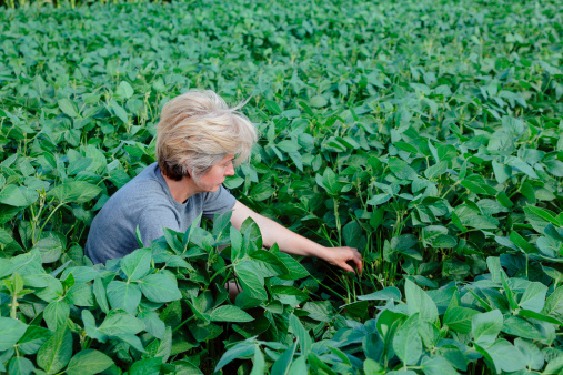 Female agricultural expert inspecting quality of soy