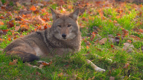 istock Grey Wolf Autumn Wildlife Portrait 1227067465