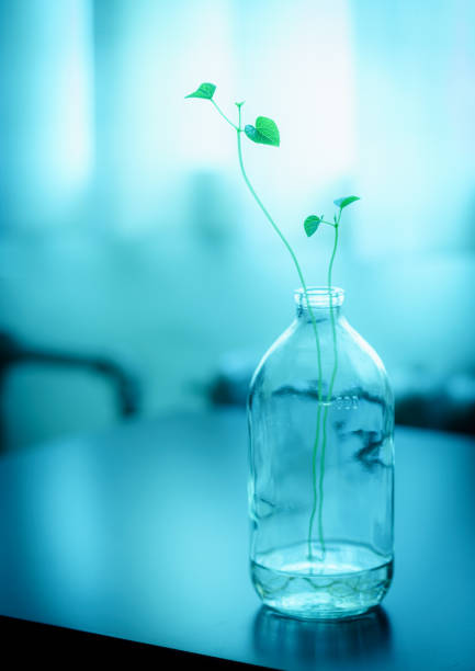 istock Spring buds, green plants in vase。 1227068441