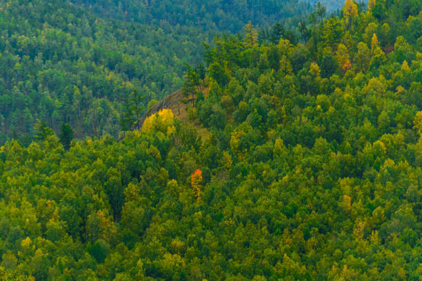 green carpet of trees on hillside, dense coniferous forest as background