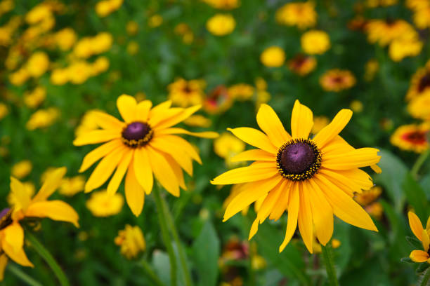 rudbeckia. frühlingswiese mit blühenden blumen. - cosmos flower daisy flower field stock-fotos und bilder