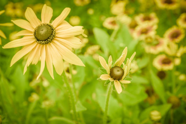A colorful daisy flower bud in nature