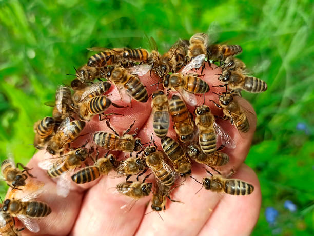 istock Bees on the beekeeper's fingers. 1227069131