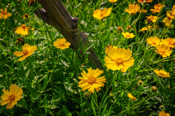 Rudbeckia。Spring meadow with blooming flowers.