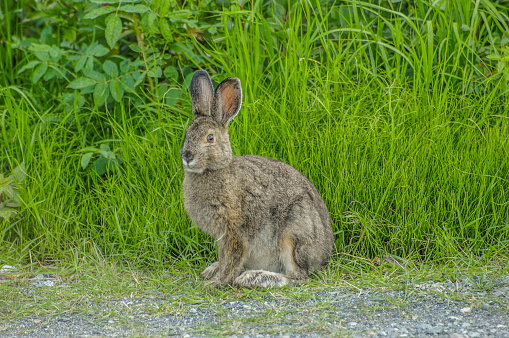 Picture of an arctic hare after it has changed from its winter white coat to its spring coat of brown.