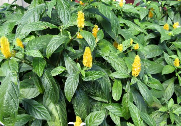 Pachystachys lutea or Golden Candle plant background Pachystachys lutea, Lollipop Plant, Golden Candle, Shrimp Plant background pachystachys lutea stock pictures, royalty-free photos & images