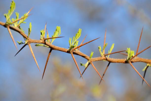 Branch of an acacia thorn tree with long sharp dangerous spikes in the sun with blue sky background stock photo