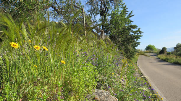 istock Plants on roadside verge 1227074761