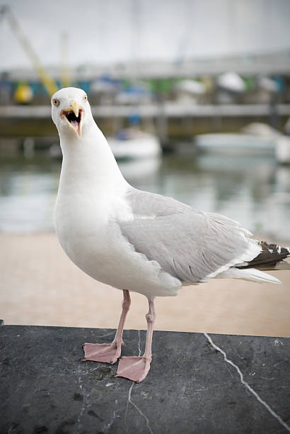 istock Crying seagull at harbour, angry face, copy space 122707827