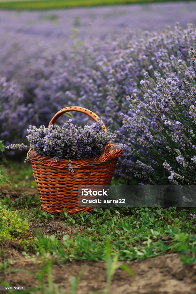 Laventer field Lavender flowers in a basket Basket Stock Photo