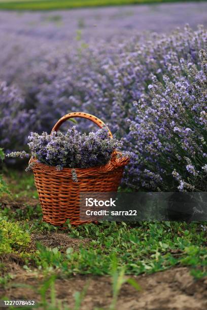 Laventer Field Stock Photo - Download Image Now - Basket, Lavender - Plant, Lavender Color