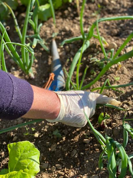 istock Old women gardening 1227079183