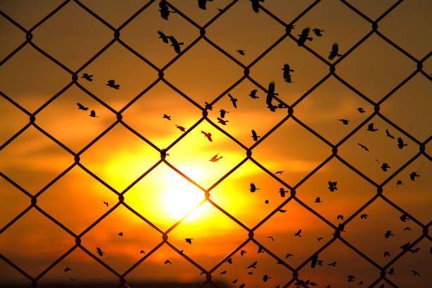 istock freedom silhouette of bird flying behind the net 1227079292