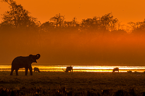 This image of Sunset with animals and birds is taken at Kaziranga National Park in Assam, India.