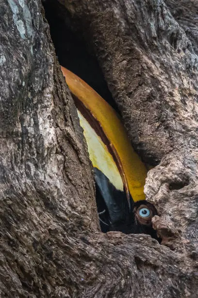 This image of Great Indian Hornbill is taken at Kaziranga National Park in Assam, India.