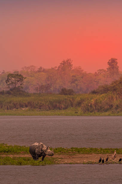 Sunset in the Wild.... This image of Sunset with animals and birds is taken at Kaziranga National Park in Assam, India. bee eater photos stock pictures, royalty-free photos & images