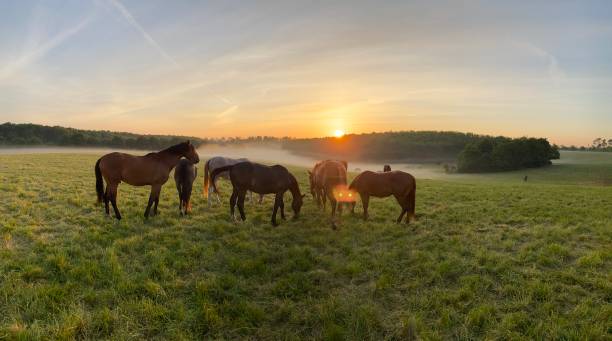 istock Horse silhouette at sunrise 1227080248