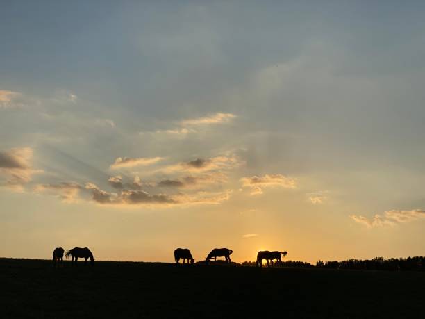 istock Horse silhouette at sunrise 1227080253