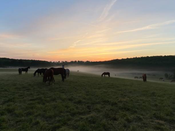 istock Horse silhouette at sunrise 1227080280