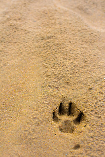 Dog footprints on a wet sandy beach with copy space for text