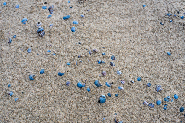 istock River clam shell on the wet river sand background. 1227080367