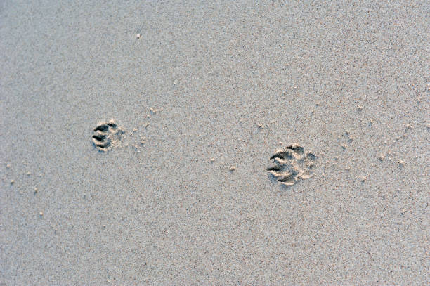 paw print na piasku - dog paw print beach footprint zdjęcia i obrazy z banku zdjęć