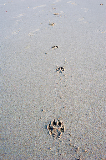 Paw Print on sand