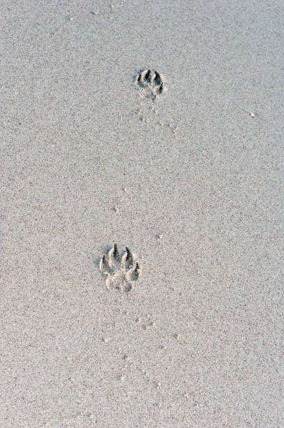 paw print na piasku - dog paw print beach footprint zdjęcia i obrazy z banku zdjęć