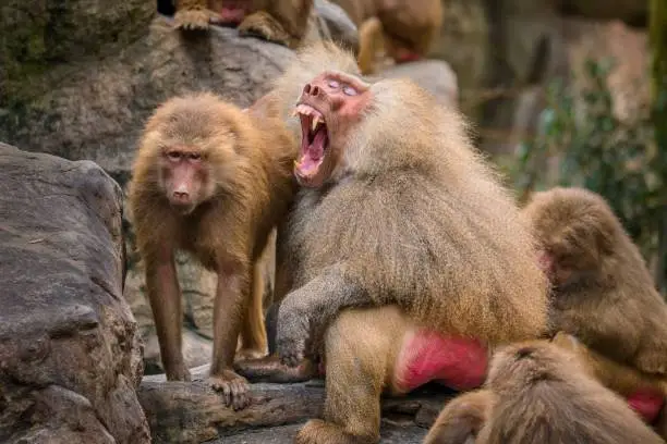 A mature hamadryas baboon, surrounded by females, bares his teeth, showing his long, sharp cuspids.