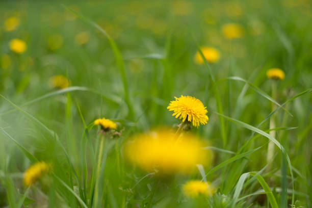istock Yellow dandelions growing on a lawn illuminated by the sunlight 1227082363