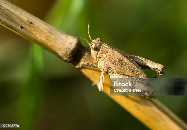 Mały Grasshopper Na Liść Wiosną - zdjęcia stockowe i więcej obrazów Bez ludzi - Bez ludzi, Bliskie zbliżenie, Fotografika