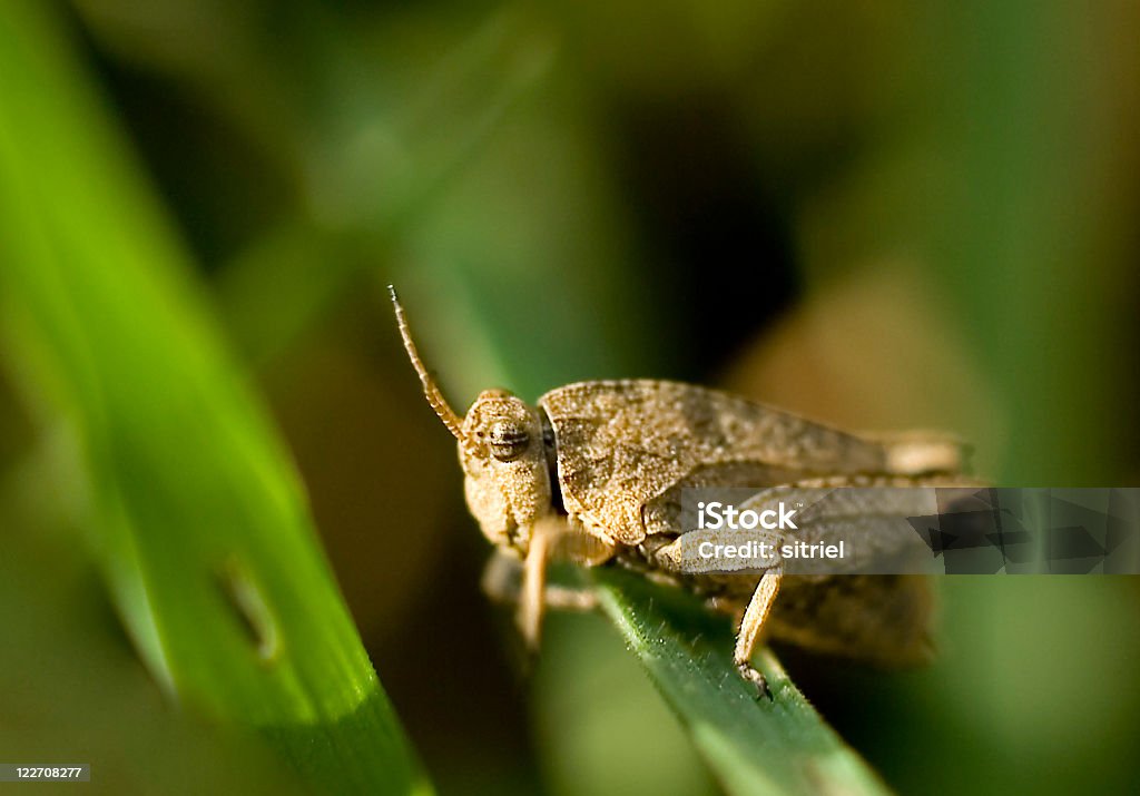Mały grasshopper na Liść wiosną - Zbiór zdjęć royalty-free (Bez ludzi)