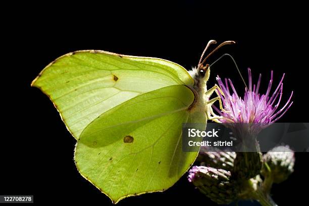 Żółty Motyl Na Kwiat - zdjęcia stockowe i więcej obrazów Bez ludzi - Bez ludzi, Bliskie zbliżenie, Fotografika