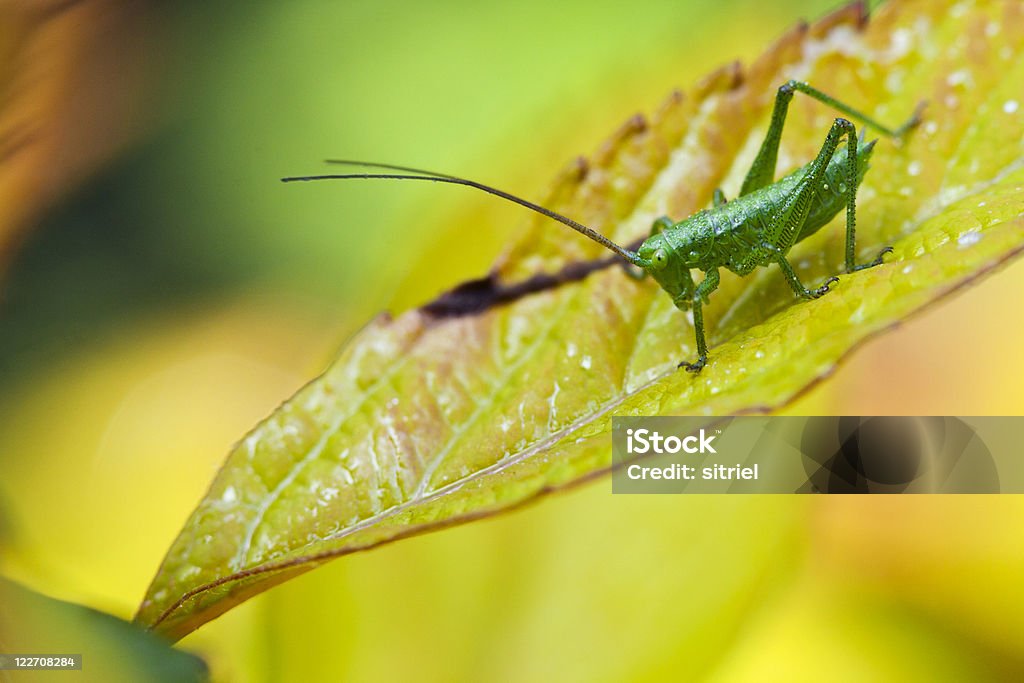 Mały grasshopper na Liść wiosną - Zbiór zdjęć royalty-free (Bez ludzi)