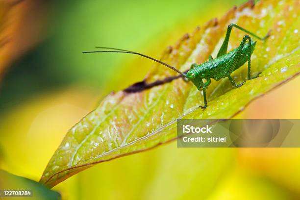 Mały Grasshopper Na Liść Wiosną - zdjęcia stockowe i więcej obrazów Bez ludzi - Bez ludzi, Bliskie zbliżenie, Fotografika