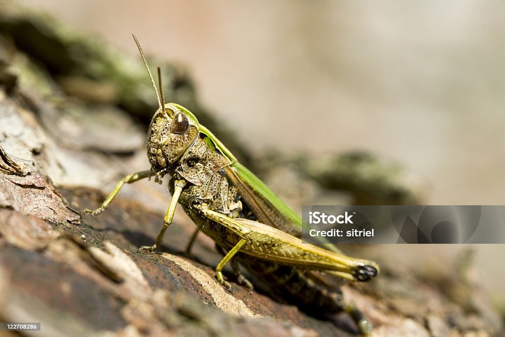 Mały grasshopper na drzewo - Zbiór zdjęć royalty-free (Bez ludzi)