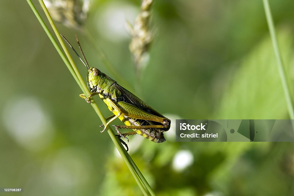 Mały grasshopper na trawie - Zbiór zdjęć royalty-free (Bez ludzi)