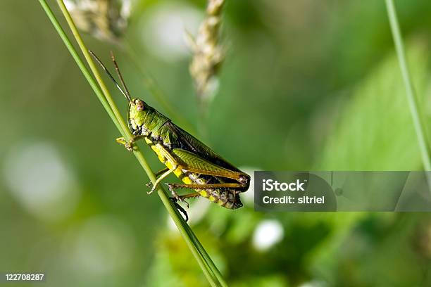 Mały Grasshopper Na Trawie - zdjęcia stockowe i więcej obrazów Bez ludzi - Bez ludzi, Bliskie zbliżenie, Dojrzały