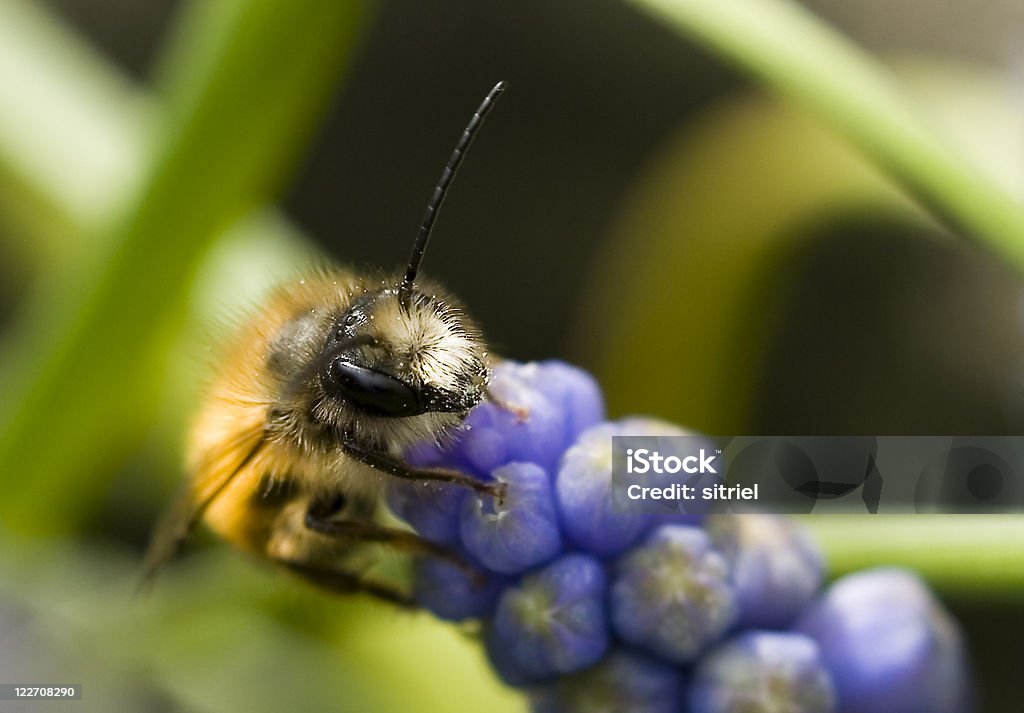 Pszczoła na Kwiat Fiołek - Zbiór zdjęć royalty-free (Bliskie zbliżenie)