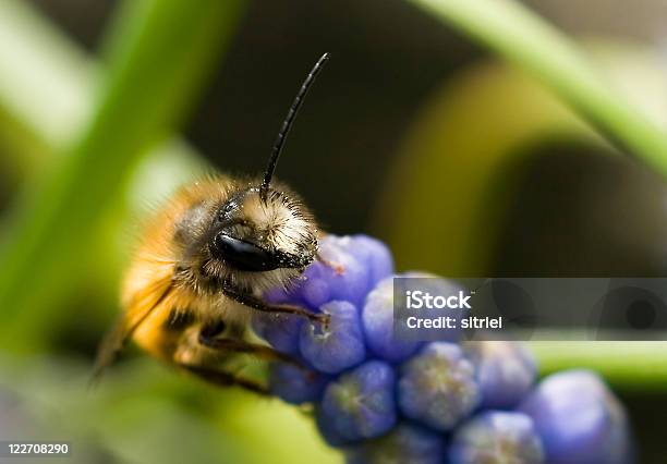 Pszczoła Na Kwiat Fiołek - zdjęcia stockowe i więcej obrazów Bliskie zbliżenie - Bliskie zbliżenie, Bzyg, Fotografika