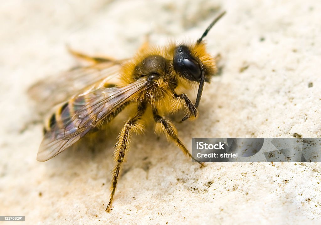 Pszczoła na Skale - Zbiór zdjęć royalty-free (Bliskie zbliżenie)