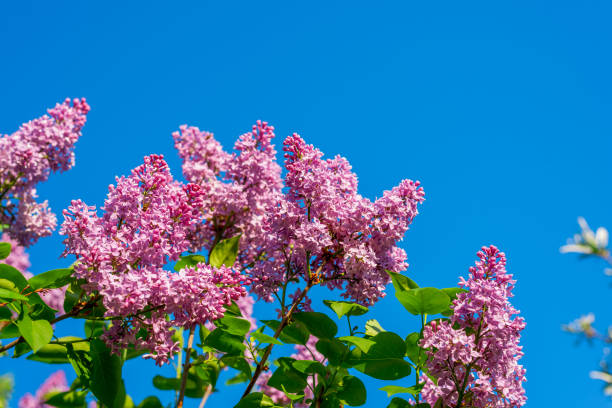istock Purple lilac branch in spring against blue sky 1227082922