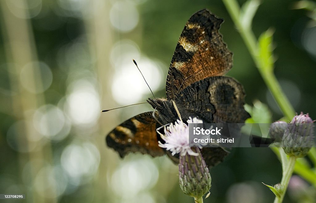 Paw motyl na kwiat - Zbiór zdjęć royalty-free (Bez ludzi)