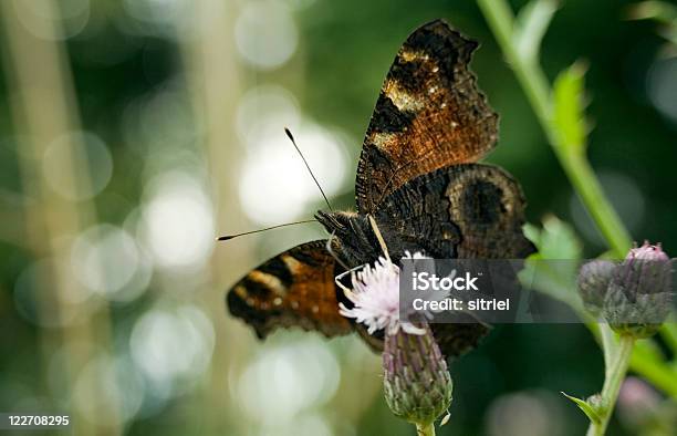 Paw Motyl Na Kwiat - zdjęcia stockowe i więcej obrazów Bez ludzi - Bez ludzi, Bliskie zbliżenie, Fotografika