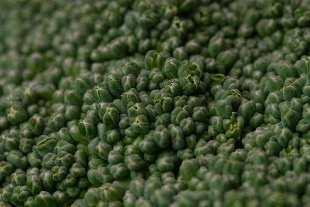 istock Broccoli cabbage macro texture. Healthy food concept 1227082961