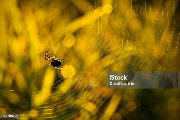 Spider Na Web W Letni Poranek - zdjęcia stockowe i więcej obrazów Bez ludzi - Bez ludzi, Bliskie zbliżenie, Błyszczący