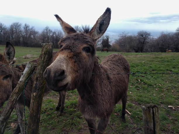 istock Close up of a donkey on a field. 1227083163