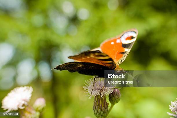 Paw Motyl Na Kwiat - zdjęcia stockowe i więcej obrazów Bez ludzi - Bez ludzi, Bliskie zbliżenie, Fotografika